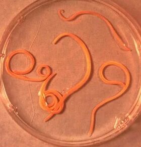 Ascaride man parasites