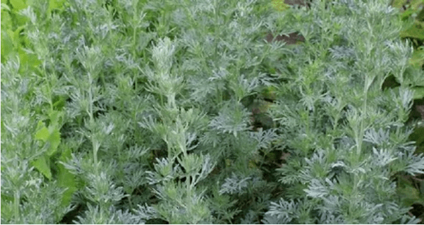 Parasitic wormwood