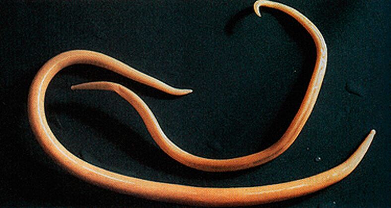 worm parasite of the human body